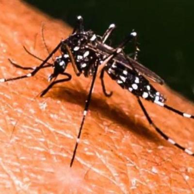 ඩෙංගු රෝගීන්ගෙන් 25%ක්ම පාසල් සිසුන්