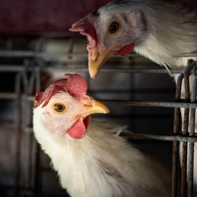 කුරුළු උණ නිසා ආනයන සීමාවක්