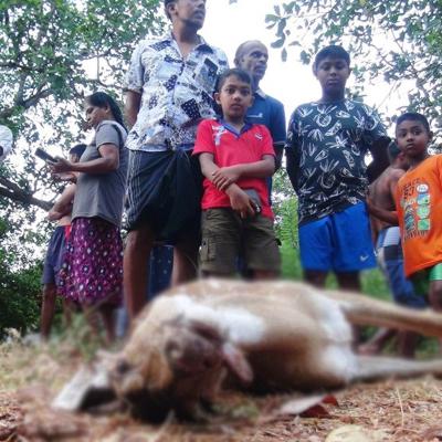 ගැබ්ගත් මුව දෙනක දඩයම් කළ පොලිස් සැරයන්වරුන් දෙදෙනෙකුට  : ගම්මුන් ගස් බැඳ සලකලා !