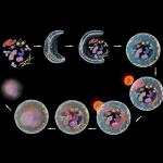 කුසගින්නේ ආශ්චර්යය: නිරාහාරව සිටීමෙන් සිරුර අලුත්වැඩියා කරන ඔටෝෆජි (Autophagy) විද්‍යාව