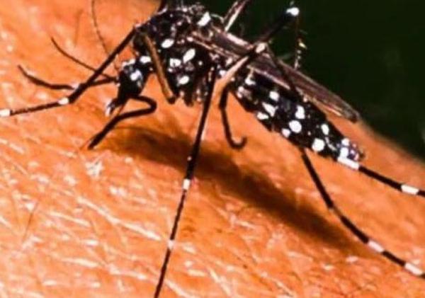 ඩෙංගු රෝගීන්ගේ සීඝ්‍ර වර්ධනයක්