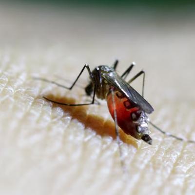 චිකුන්ගුන්යා රෝගයේ වසංගත අවධානමක්