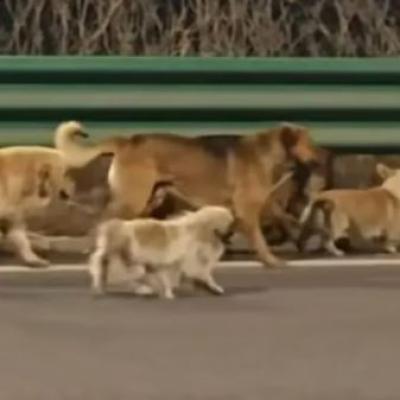 චීනයේ සුනඛ මස් අලෙවි කරන සොරුන් ගෙන් මිදී යන බල්ලන් 7 දෙනෙකු ගේ කතාව මිලියන 230 ක් නරඹලා