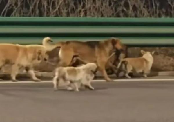 චීනයේ සුනඛ මස් අලෙවි කරන සොරුන් ගෙන් මිදී යන බල්ලන් 7 දෙනෙකු ගේ කතාව මිලියන 230 ක් නරඹලා