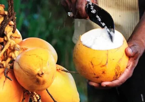 ජූනි 1 සිට ජාතික පිළිකායතනයේ ‌මහා පරිමාණ තැඹිලි දාන නවතියි : හේතුව මෙන්න