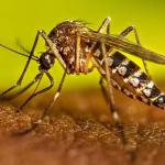 ඩෙංගු මරණ 62 දක්වා ඉහළට - රෝගීන් 84,000 ඉක්මවයි