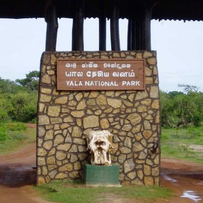 දැඩි නියං තත්වය නිසා යාල වැසේ