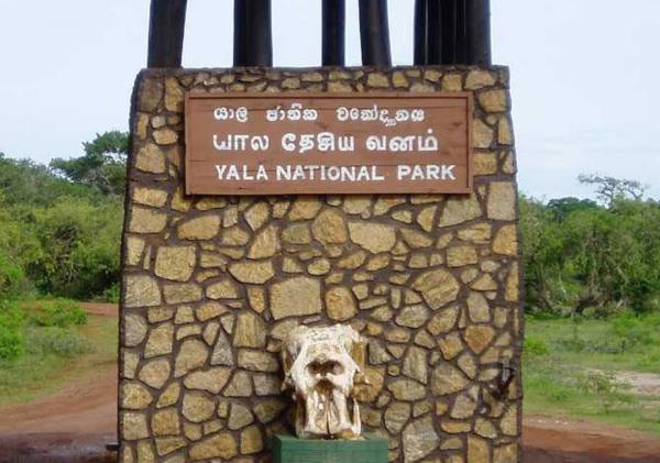 දැඩි නියං තත්වය නිසා යාල වැසේ