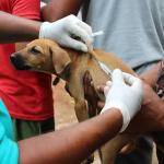 සුනඛයන් ලියාපදිංචිය අනිවාර්ය කරයි – නොකළොත් දඩ