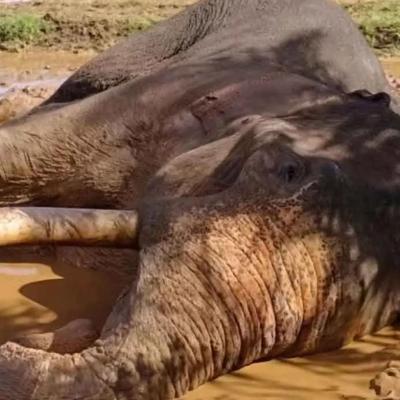 කාවන්තිස්ස හස්තියාට වෙඩි තැබීමේ සිද්ධිය : අත්අඩංගුවට පත් ගණන 6ක්