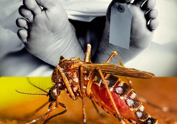 ඩෙංගු මරණ ඉහළට